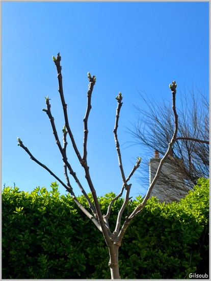 Jeune figuier en bourgeon sur son lit de ciel bleu - St Guénolé 21 Mars 2026