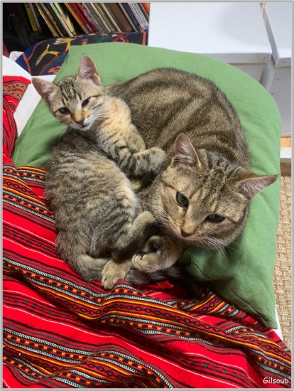 Indiana et Maïa - Septembre 2020