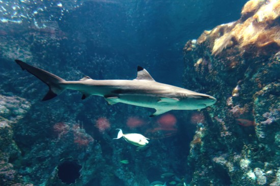 Requin - Aquarium de Brest