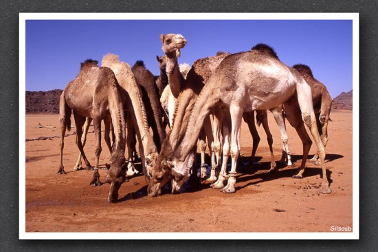 Soif du désert - Akakus Libyen Janvier 2006