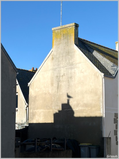 L'ombre du Goéland - Février 2026