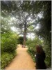 Arbre - Jardin des plante Mai 2025