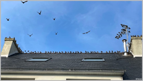 Rassemblement d'étourneau - St Guénolé Aout 2025