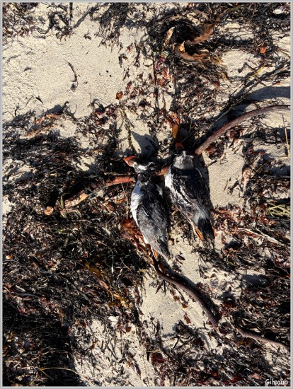 Triste macareux - Plage du Sters - Penmarc'h Février 2026