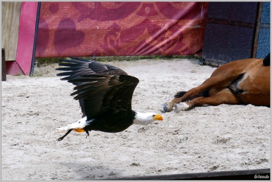 Aigle - Chateau de Chambord Mai 2019
