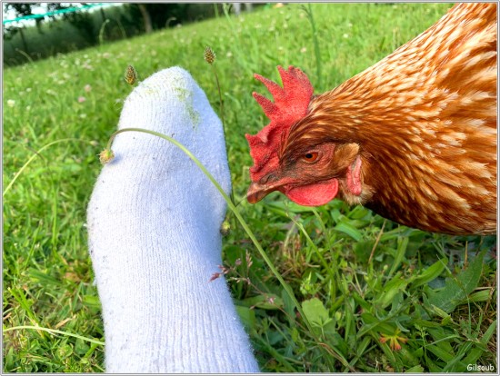 La poule espiègle d'Anne - Juin 2019