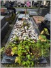 Tombe aux coquilles d'huitres - cimetière du Montparnasse Mai 2026