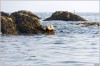 Phoque sur son rocher - Les Etocs Aout 2025